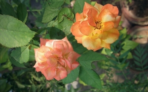 Orange color rose